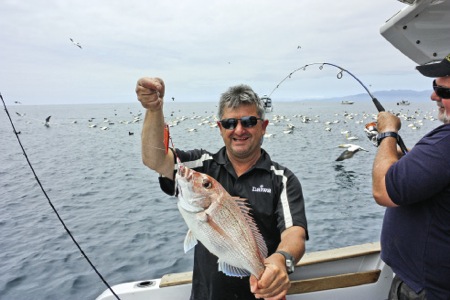 snapper work up signs